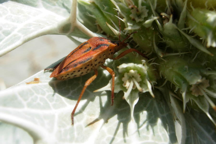Da Creta: Graphosoma creticum (Heteroptera, Pentatomidae)
